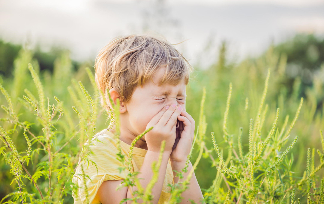 Great Ideas To Control Allergies